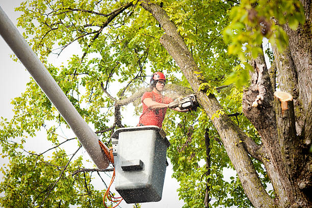 The Steps Involved in Our Tree Care Process in Allendale, MI